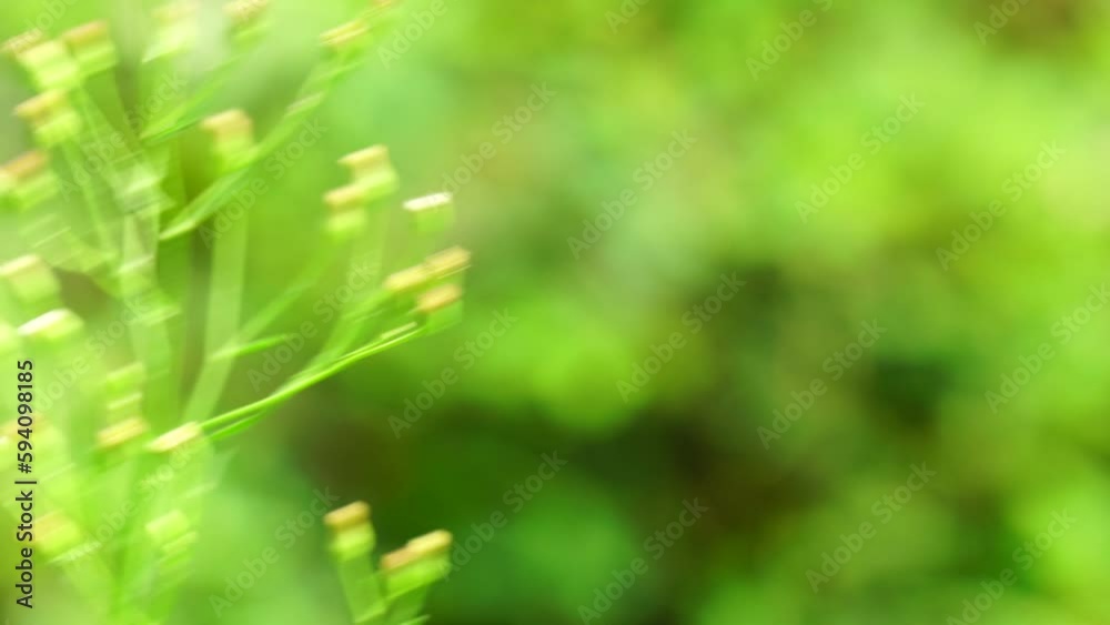 Green jelantir (Also called erigeron bonariensis, monyenyen, erigeron linifolius, conyza sumatrensis) with a natural background. Used in herbal medicine Green jelantir (Also called erigeron bonariensis, monyenyen, erigeron linifolius, conyza sumatrensis) with a natural background. Used in herbal medicine