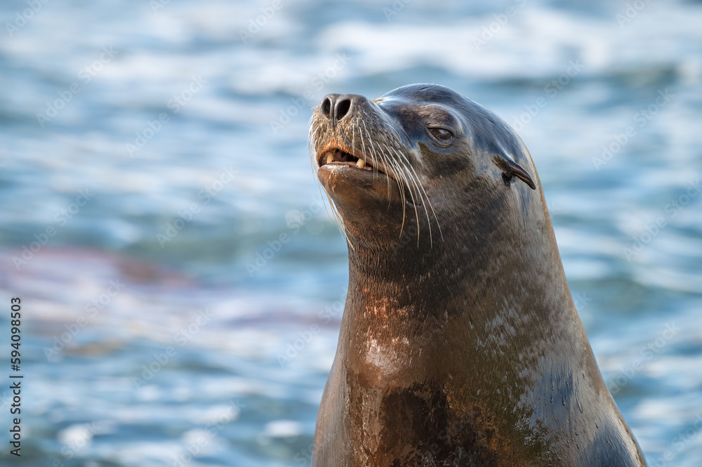 Fototapeta premium Close Up Californian Sea lion