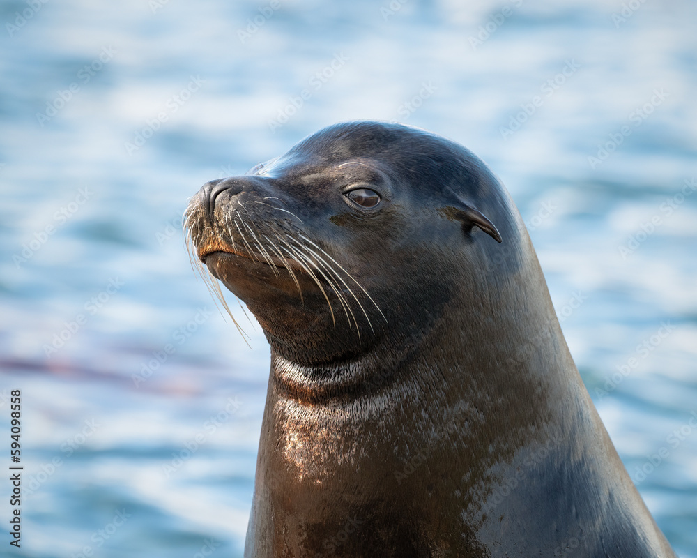 Obraz premium Close Up Californian Sea lion