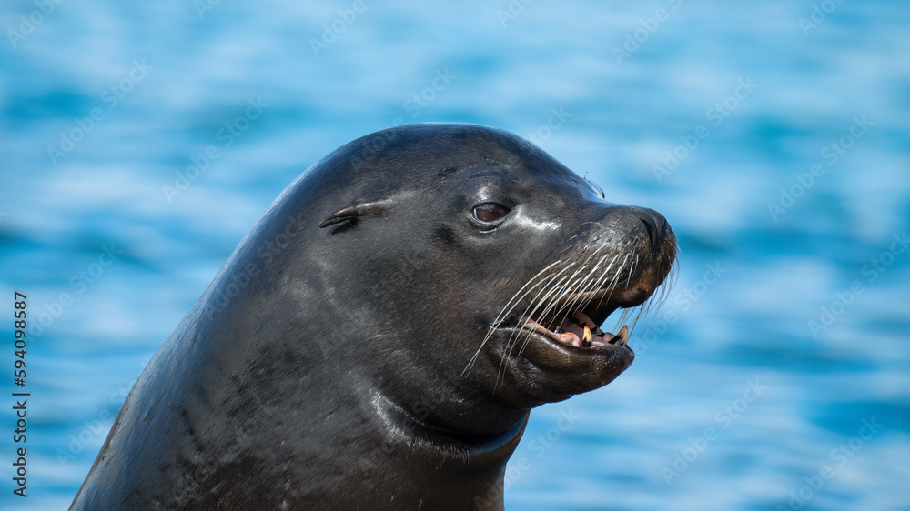 Obraz premium Close Up Californian Sea lion