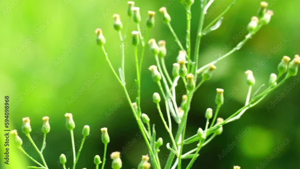 Green jelantir (Also called erigeron bonariensis, monyenyen, erigeron linifolius, conyza sumatrensis) with a natural background. Used in herbal medicine Green jelantir (Also called erigeron bonariensis, monyenyen, erigeron linifolius, conyza sumatrensis) with a natural background. Used in herbal medicine