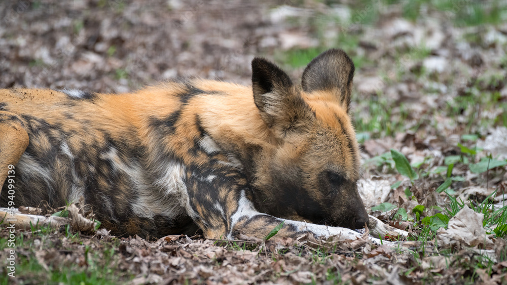Fototapeta premium African Painted Dog Resting on the Ground