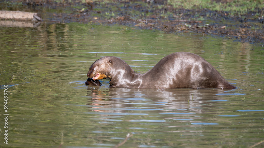 Fototapeta premium Giant Otter Eating a Fish in Shallow Water
