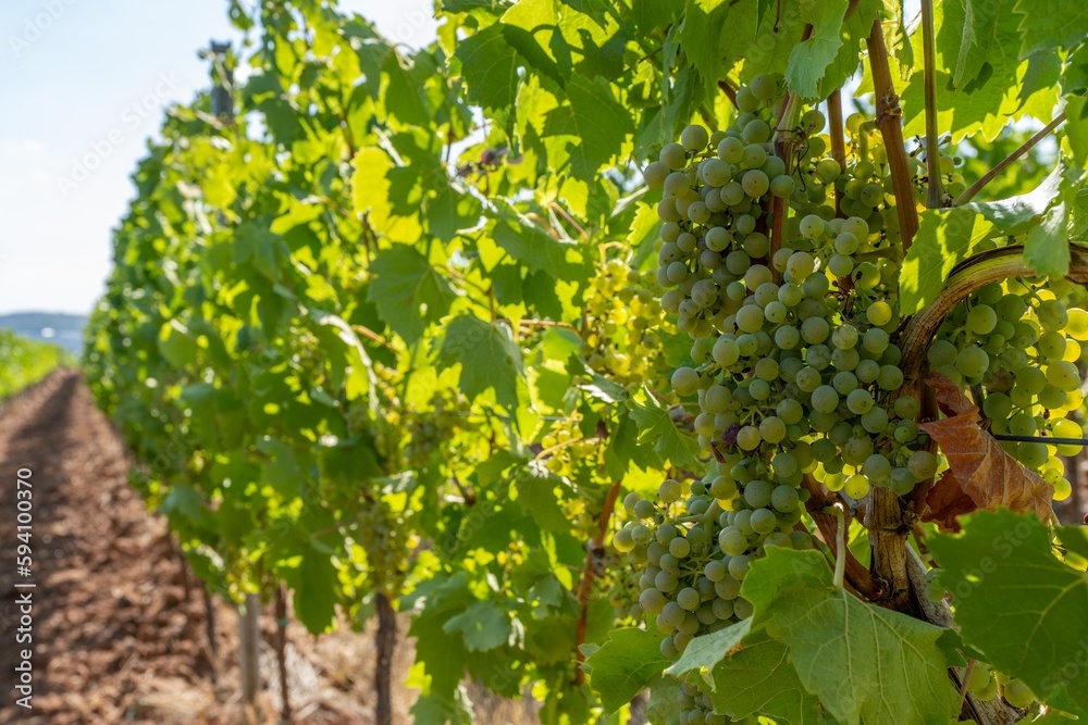 Detailaufnahme von grünen Weintrauben an Rebstöcken an der Mosel - Perfekt für Weinliebhaber und Naturfotografie