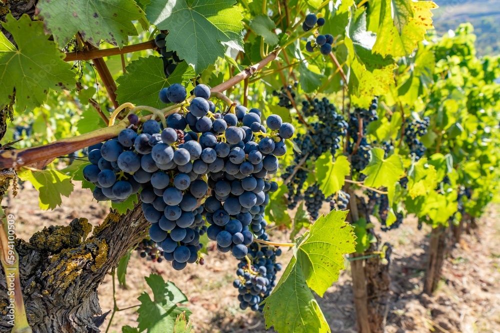 Detailaufnahme von blauen Weintrauben an Rebstöcken an der Mosel - Perfekt für Weinliebhaber und Naturfotografie