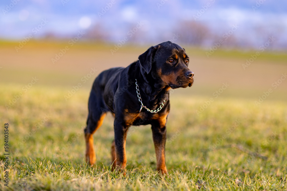 Rottweiler stands in the field