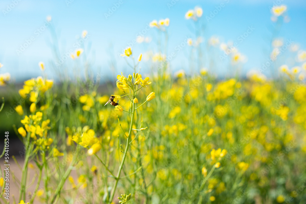 Close up of honey bee pollinating yellow flowers with blue sky background