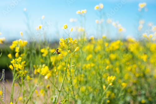 Close up of honey bee pollinating yellow flowers with blue sky background © Nicole Padberg