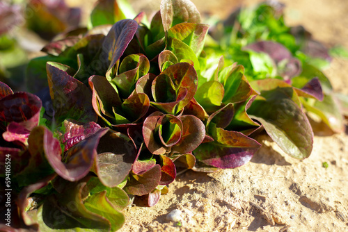 Close-up of Red Leaf Lettuce growing in soil