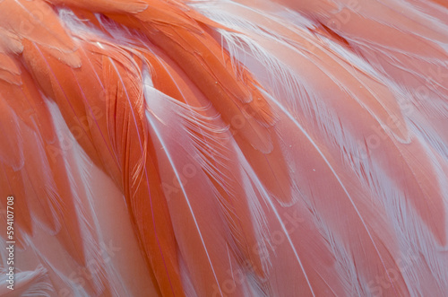 Pink Flamingo Feathers Close Up
