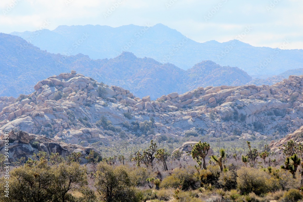 Incredible landscape photo of Joshua Tree National park, full of rock outcroppings and Joshua trees on a sunny day in Joshua Tree National Park, California, United States