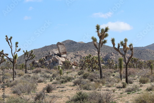 Incredible landscape photo of Joshua Tree National park, full of rock outcroppings and Joshua trees on a sunny day in Joshua Tree National Park, California, United States