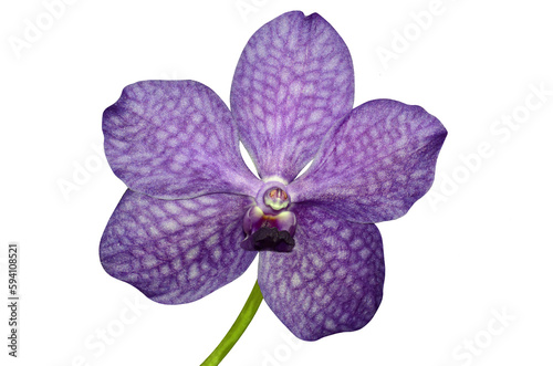 Purple orchid. Hybrid called Princess Mikasa. Violet hybrid orchid cut and isolated from background. photo