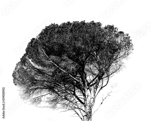 Fototapeta Naklejka Na Ścianę i Meble -  Tree, nature and alpha channel or png with plant growth in black and white for sustainability or spring. Ecology, recycling and a natural earth environment on an isolated or cut out background