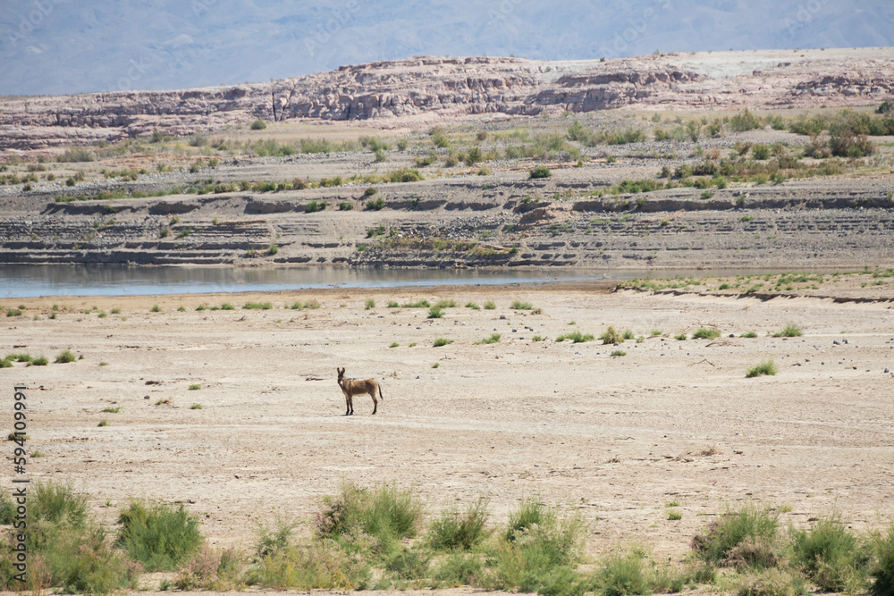 Wild burro in the desert Wild burro in the desert