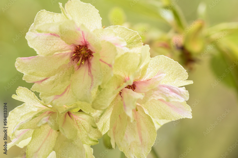 Obraz premium 春のイメージ 鬱金（ウコン桜）