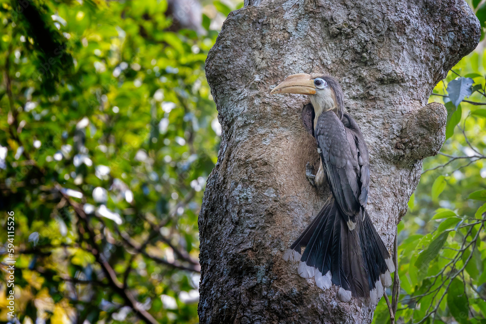White-throated Brown Hornbill in khao yai national park White-throated Brown Hornbill in khao yai national park