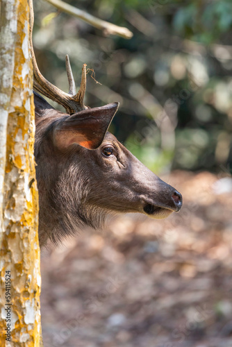 head shot of deer in national park