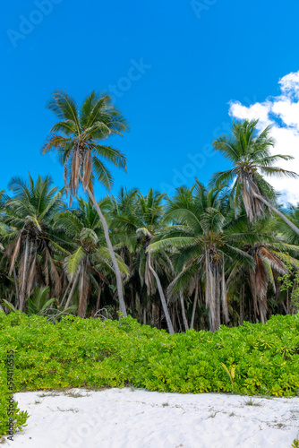 Dominican Republic, beautiful Caribbean coast with turquoise water and palm trees.