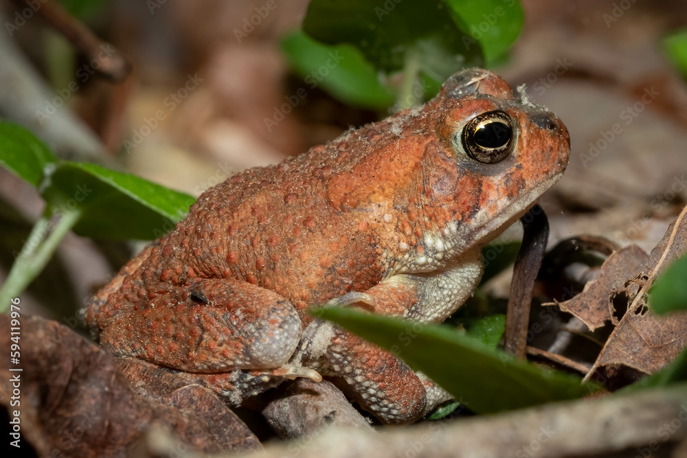 Profile view of a young Fowler's Toad on the forest floor. Raleigh, North Carolina. Profile view of a young Fowler's Toad on the forest floor. Raleigh, North Carolina.