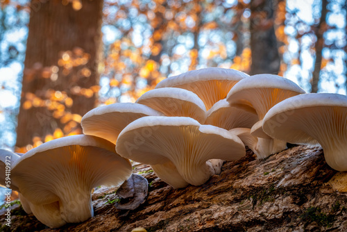 A cluster of Oyster Mushrooms, which are deliciously edible, as well as medicinal. photo