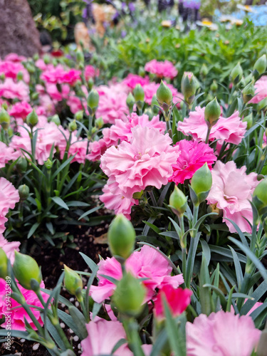 pink Carnation in flower garden