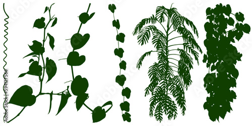 Plant flower, Vine Liana ivy plant bush nature jungle rainforest.