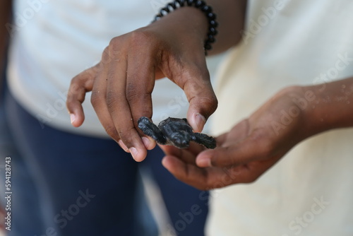 close up of holding a baby turtle