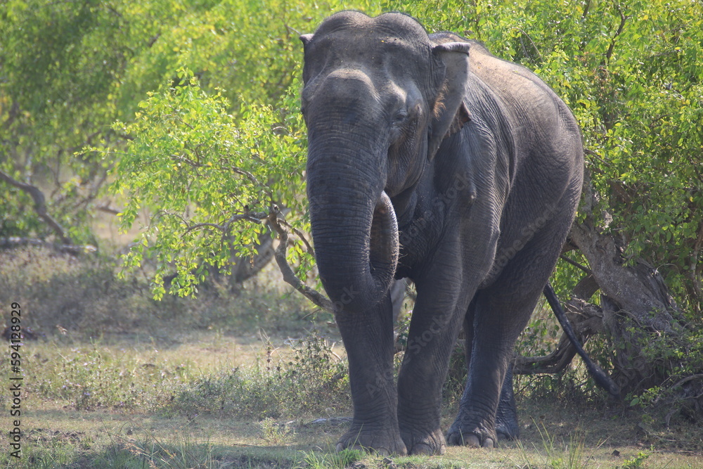 Obraz premium wild elephant walking in the forest