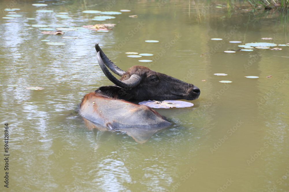 Fototapeta premium water buffalo in the water 