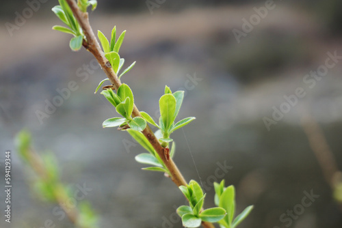 Branch with green leaves in spring. Shallow depth of field. 