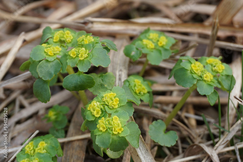 beautiful little yellow plant on the forest floor
