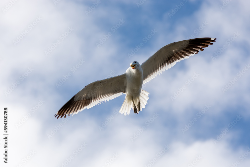 Gaviota Dominicana (Larus dominicanus) en pleno vuelo Gaviota Dominicana (Larus dominicanus) en pleno vuelo
