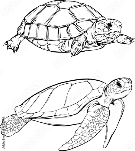 turtle vector with vintage outline style on white background