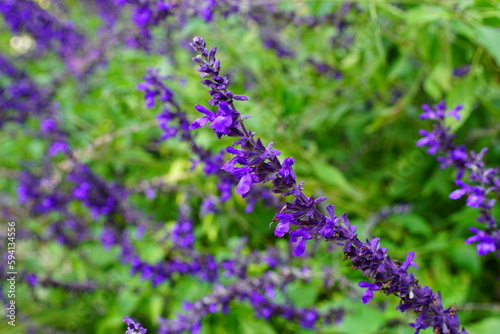 Purple salvia flowers in the garden. Selective focus.