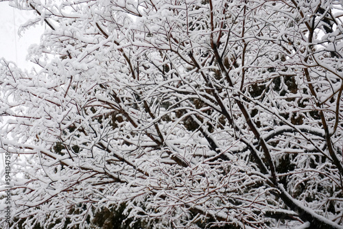 Snow-covered branches of a tree in the forest in winter.                               