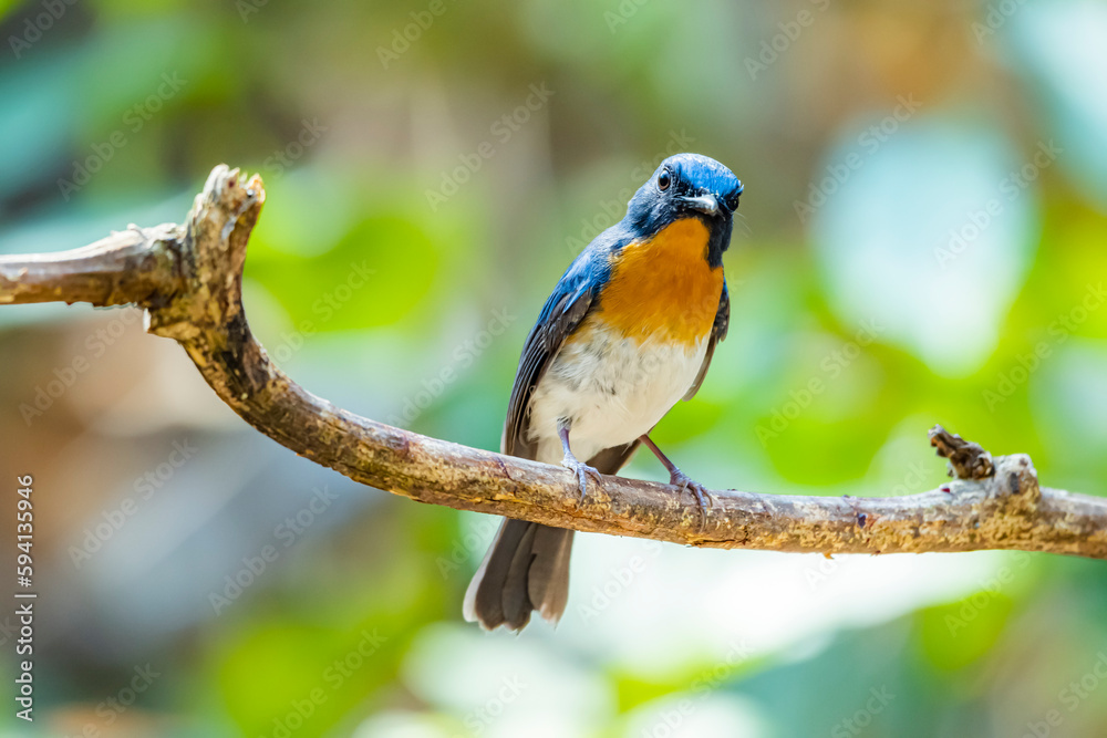 Fototapeta premium The Indochinese Blue Flycatcher on a branch in nature