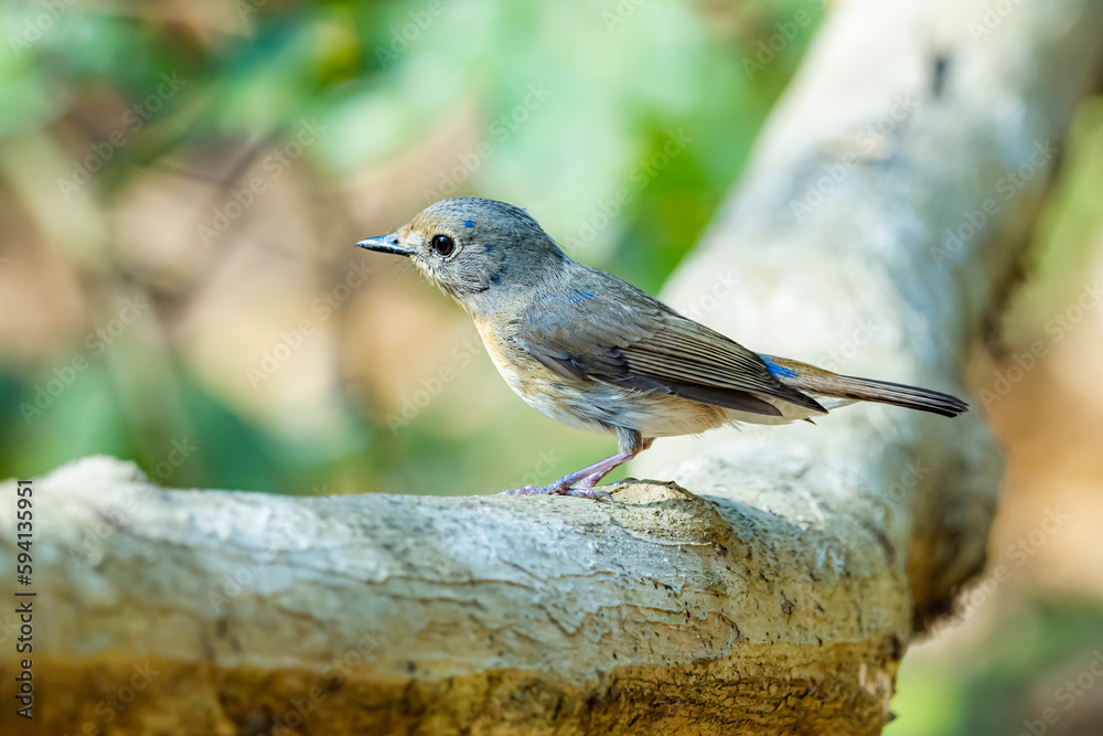 Fototapeta premium The Indochinese Blue Flycatcher on a branch in nature