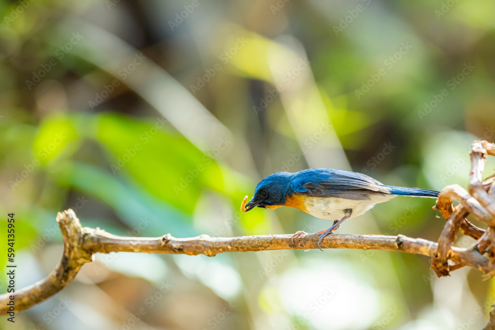 Obraz premium The Indochinese Blue Flycatcher on a branch in nature