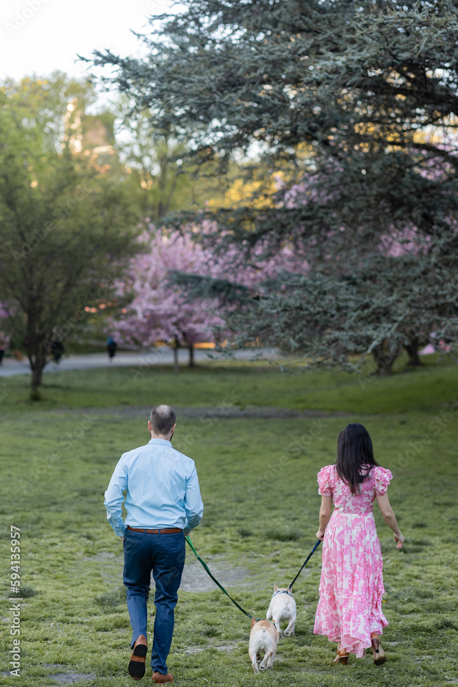 Fototapeta premium shot from behind of woman in pink floral dress and man in blue shirt and slacks walking their dogs in central park at twilight during springtime with blooming cherry blossom trees in background
