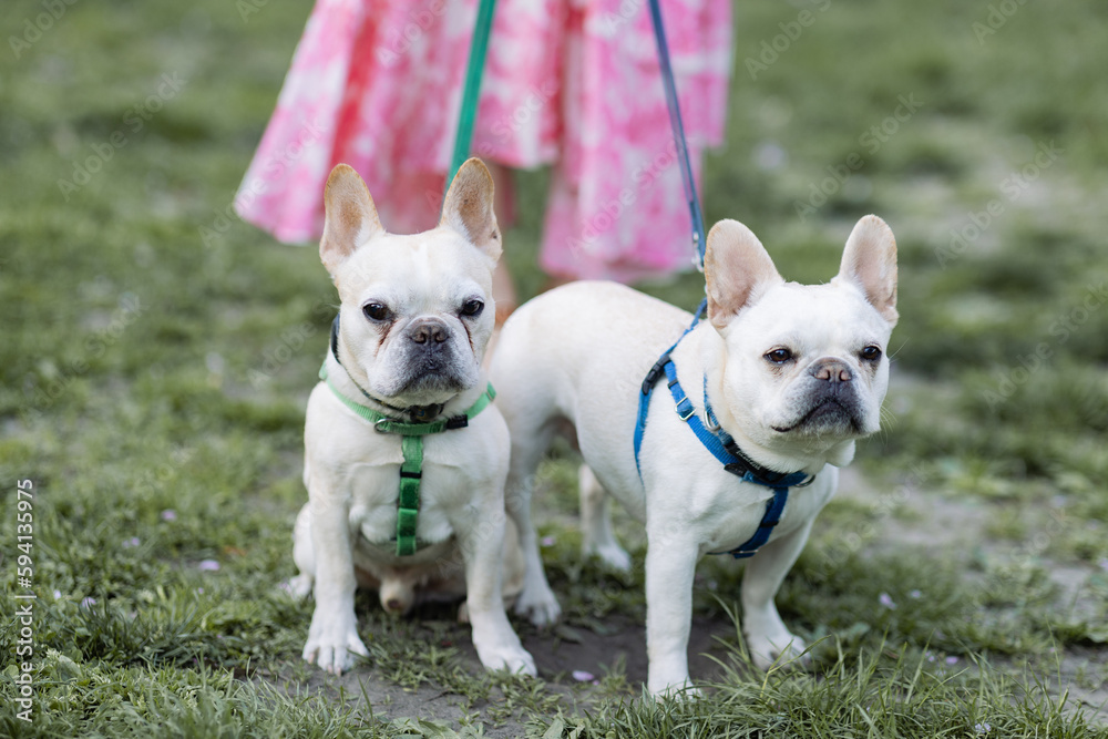 pair of french bulldogs, one with green leash one with blue leash, standing in front of woman wearing pink dress on grass in the park