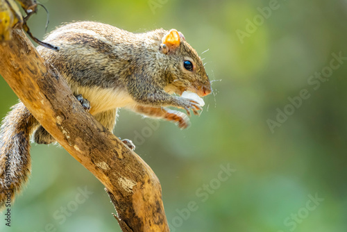 A chipmunk on a branch