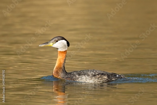 Red-necked grebe in the lake.