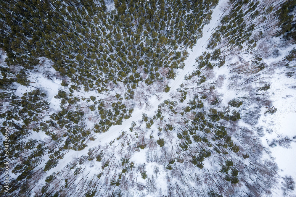 Aerial view of the road in the winter forest with high pine or spruce trees covered by snow. Driving in winter. Aerial view of the road in the winter forest with high pine or spruce trees covered by snow. Driving in winter.