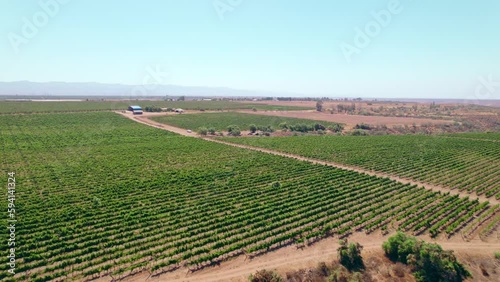 Aerial view dolly in trellis formation vineyards on a sunny day in the Limarí Valley, Chile. photo