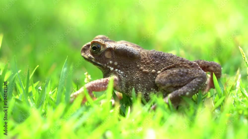 Close up shot of an invasive Asian common toad, duttaphrynus melanostictus emitting deep guttural croaks, throat sac inflating and deflating rhythmically, calling for a mate atop lush green grass. Close up shot of an invasive Asian common toad, duttaphrynus melanostictus emitting deep guttural croaks, throat sac inflating and deflating rhythmically, calling for a mate atop lush green grass.