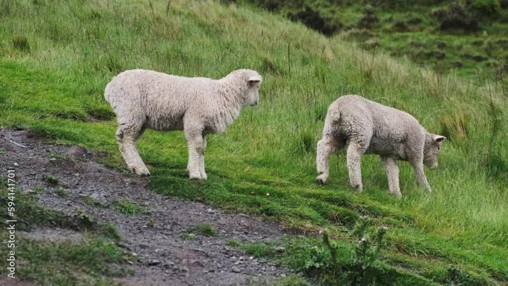 Two adorable baby lambs walking side-by-side in a grassy field Two adorable baby lambs walking side-by-side in a grassy field