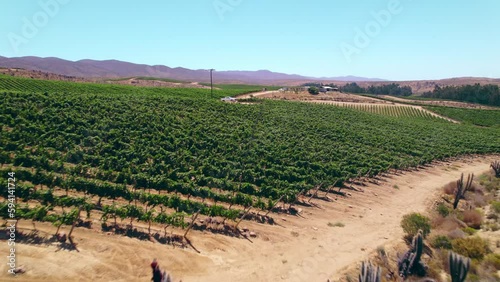 Aerial dolly in view of a vine plantation in a desertic site with scarce water in Fray Jorge, northern Chile, Limarí Valley. White motorized vehicle for travel photo