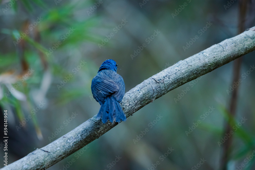 Fototapeta premium The Black-naped Monarch on a branch
