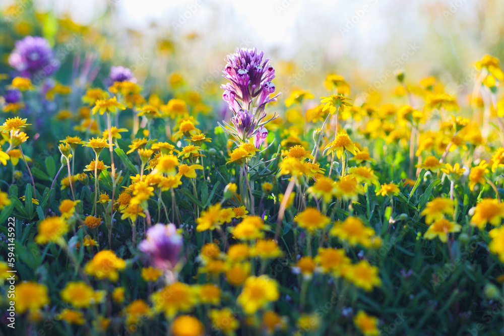Purple Owl's clover. Wildflower meadow, super bloom season in sunny California. Colorful flowering meadow with blue, purple, and yellow flowers close-up